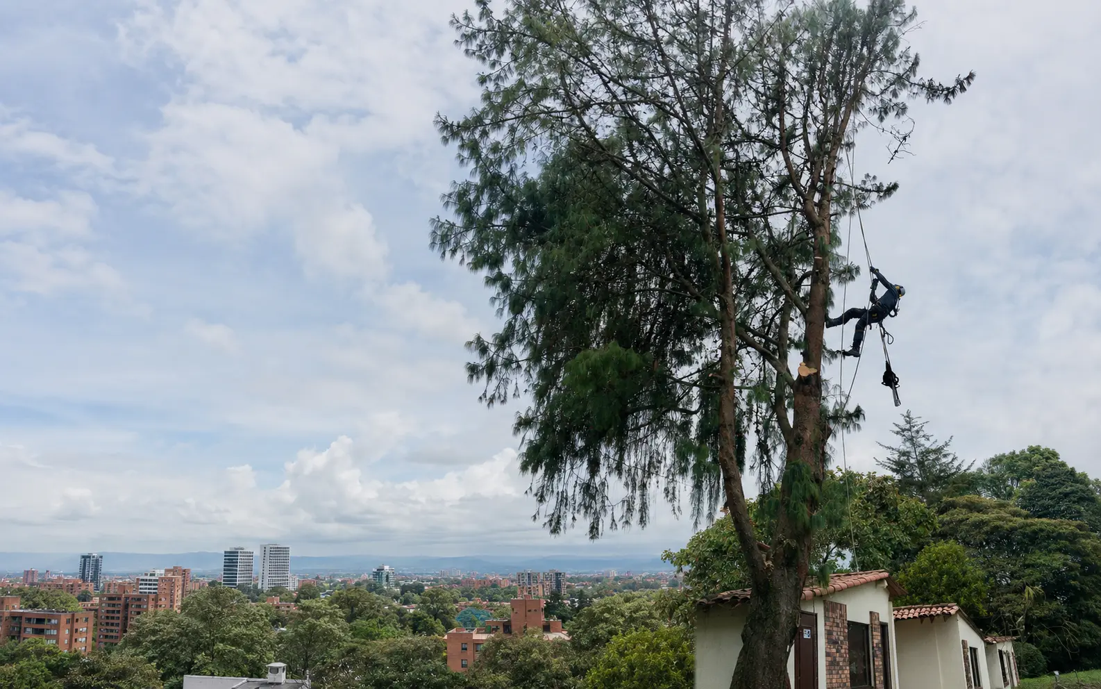 Operario especializado interviniendo un árbol de gran porte en un entorno urbano