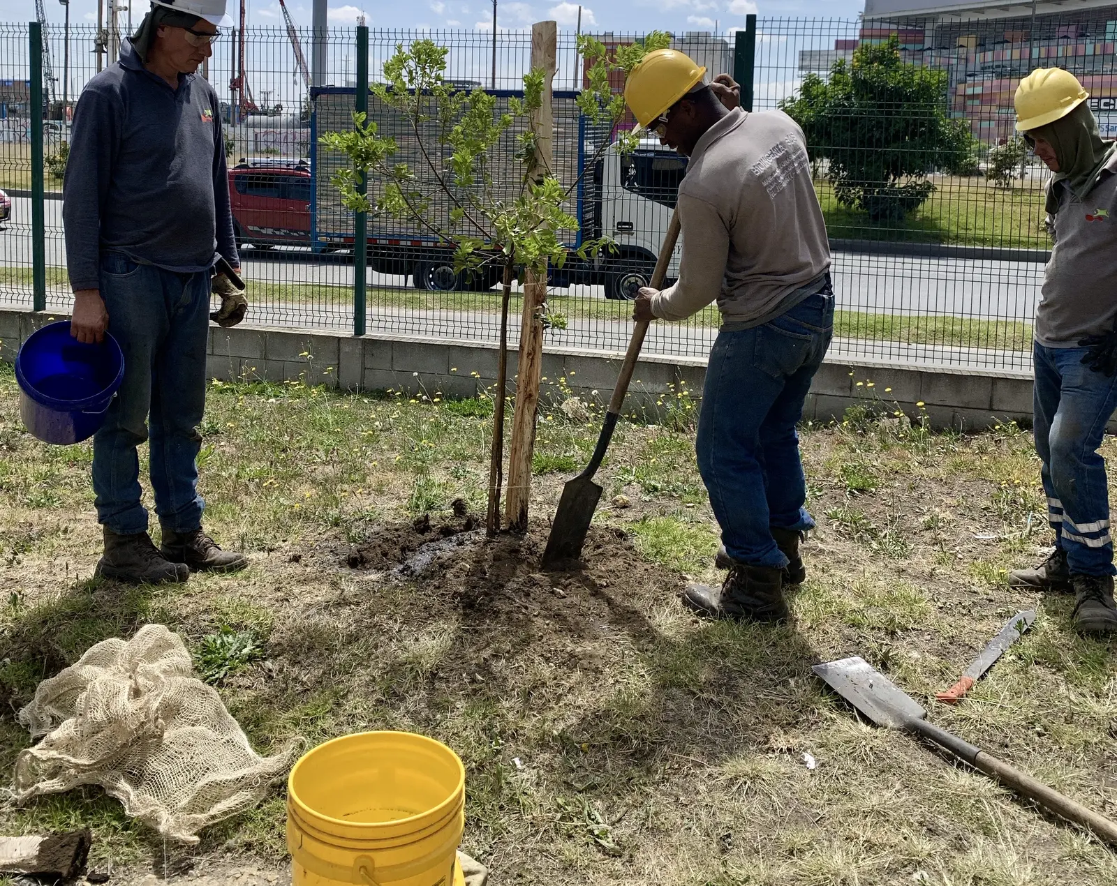 Equipo de Grupo Bioingenia preparando el sitio para plantar un árbol