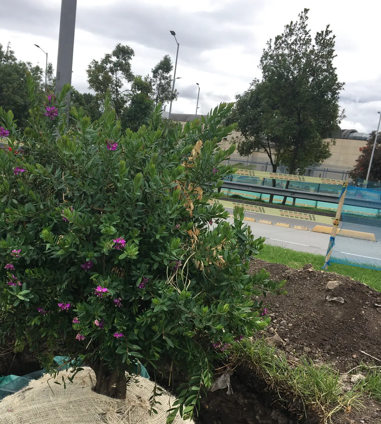 Cepellón protegido durante la preparación de un árbol para traslado